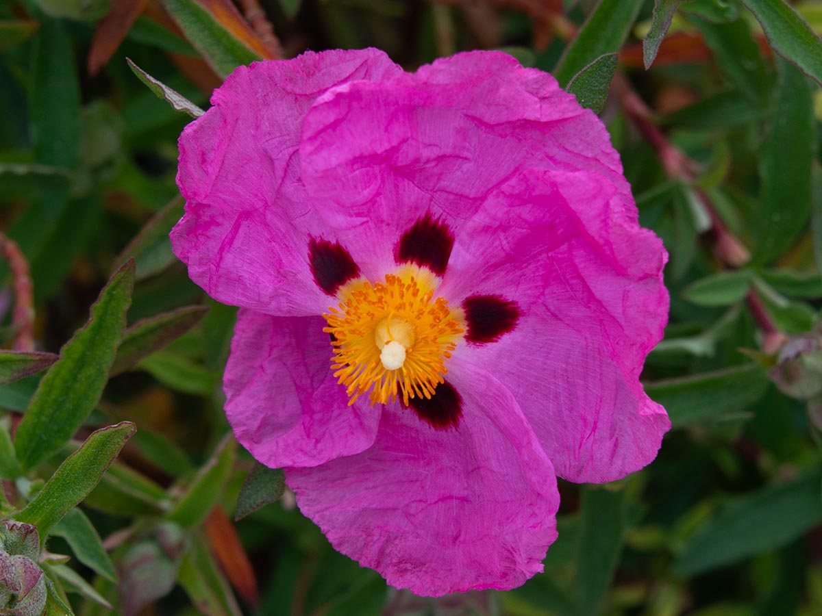 Blüte